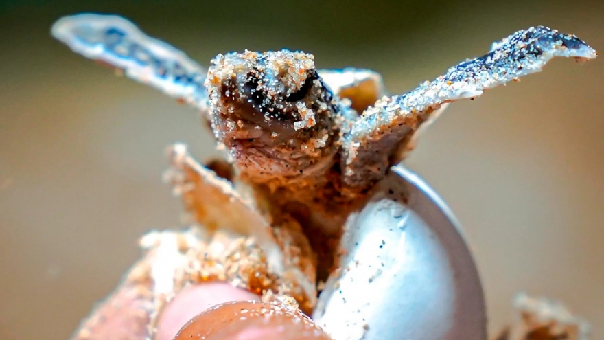 Crowd flocks to Nhon Hai beach for sea turtle hatchlings